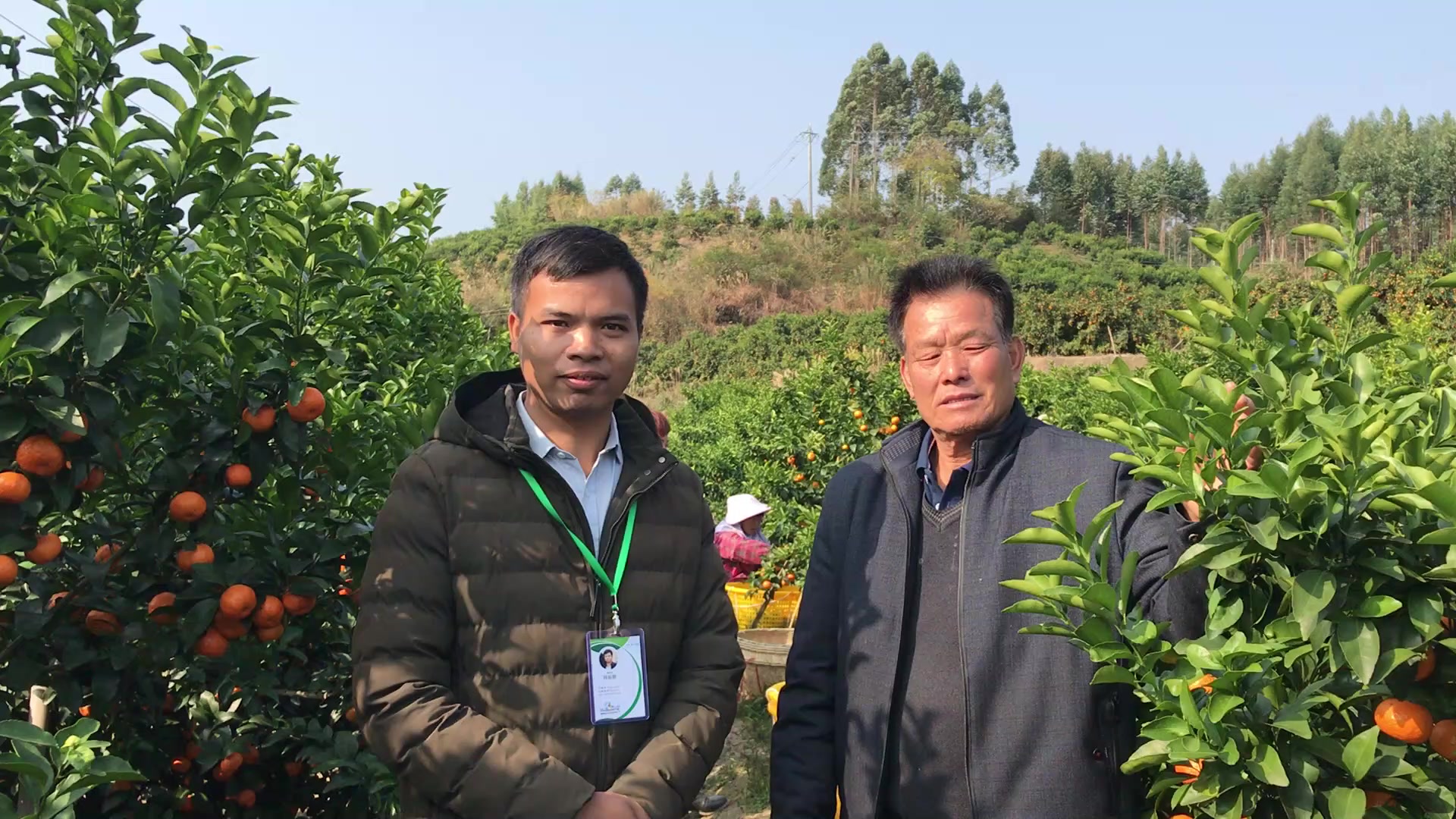 砂糖橘行情22元一树下广西柳州鹿寨县寨沙镇卖果啦