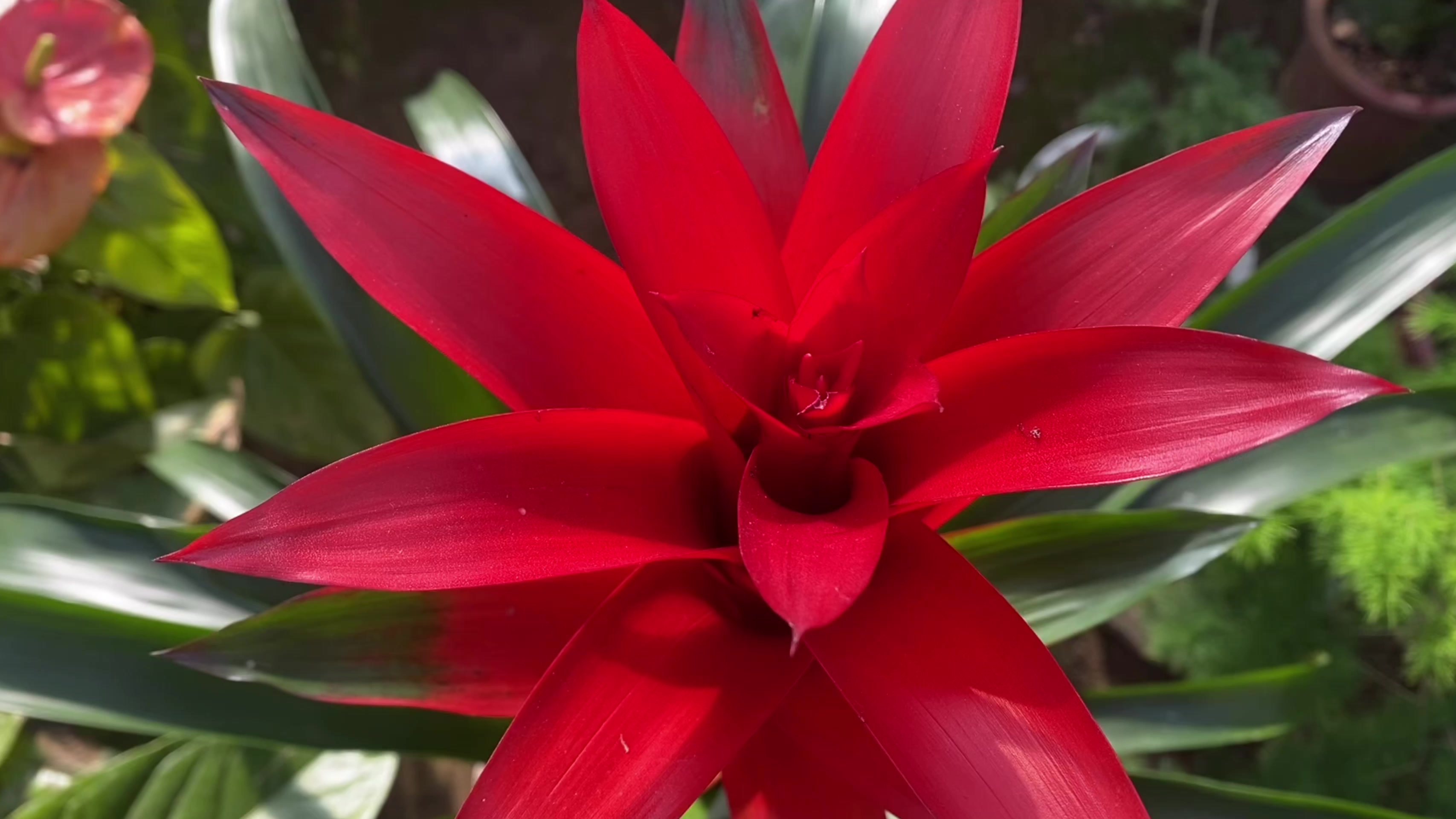 鸿运当头好看但是浇水技巧要掌握否则红不了多久