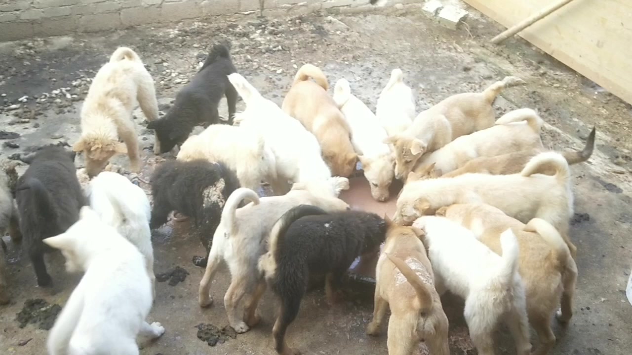 实拍土狗养殖场如何把成本降到最低也能养出这么优质的狗狗