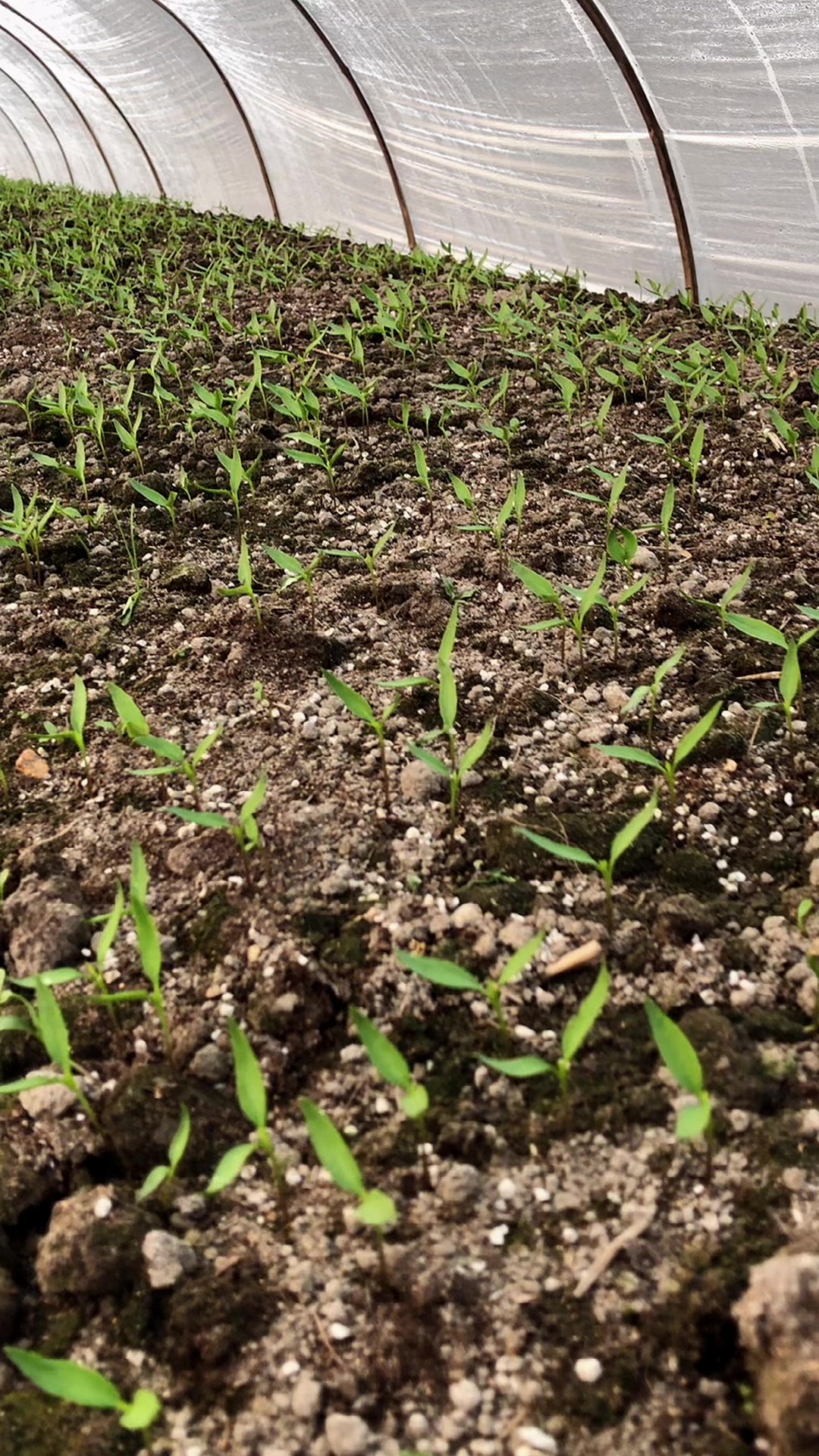 记录我的辣椒生长全过程农业种植辣椒辣椒