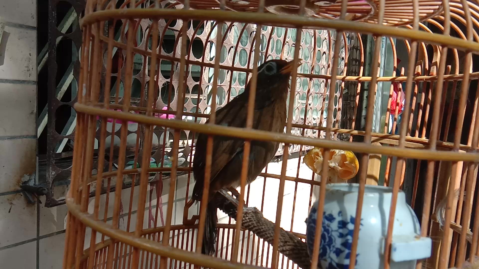 顶级老山公画眉鸟128克练唱逗人开心叫声清纯唯美