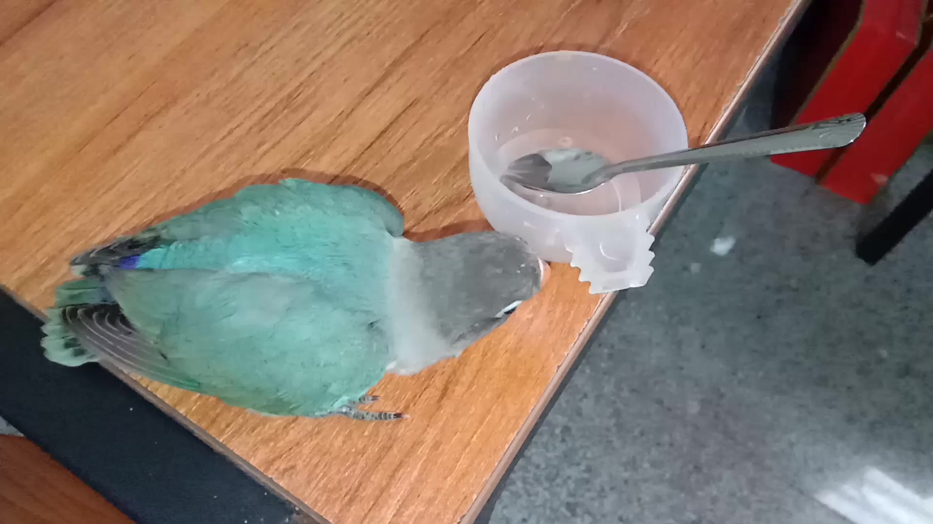 皮蛋饿了找食盒让主人弄东西吃煮了个鸡蛋喂它们补充一下营养