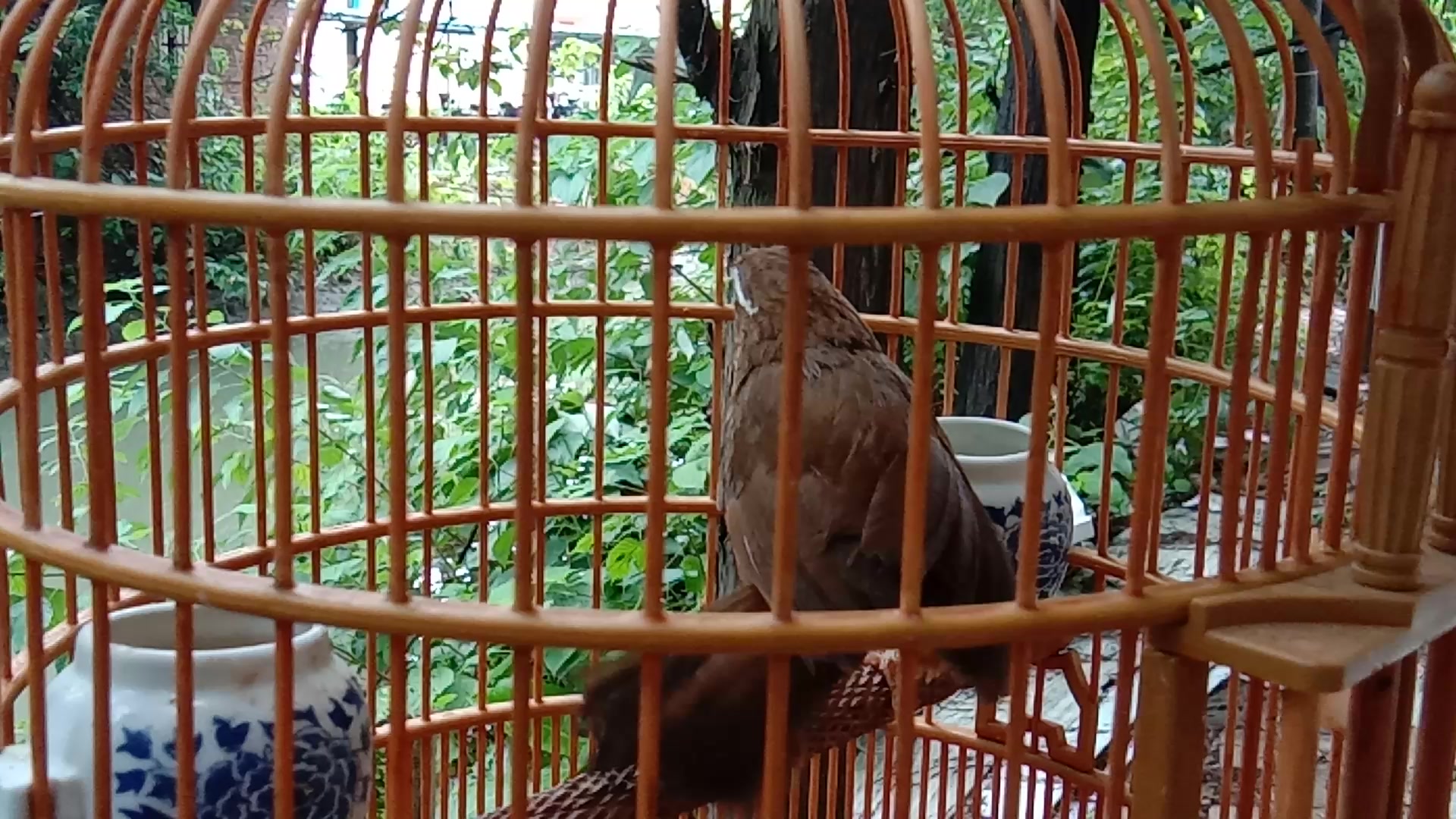 贵州128老山画眉鸟,一只盖世音雄鸟直到最后才开口狂欢鸣! - 西瓜视频