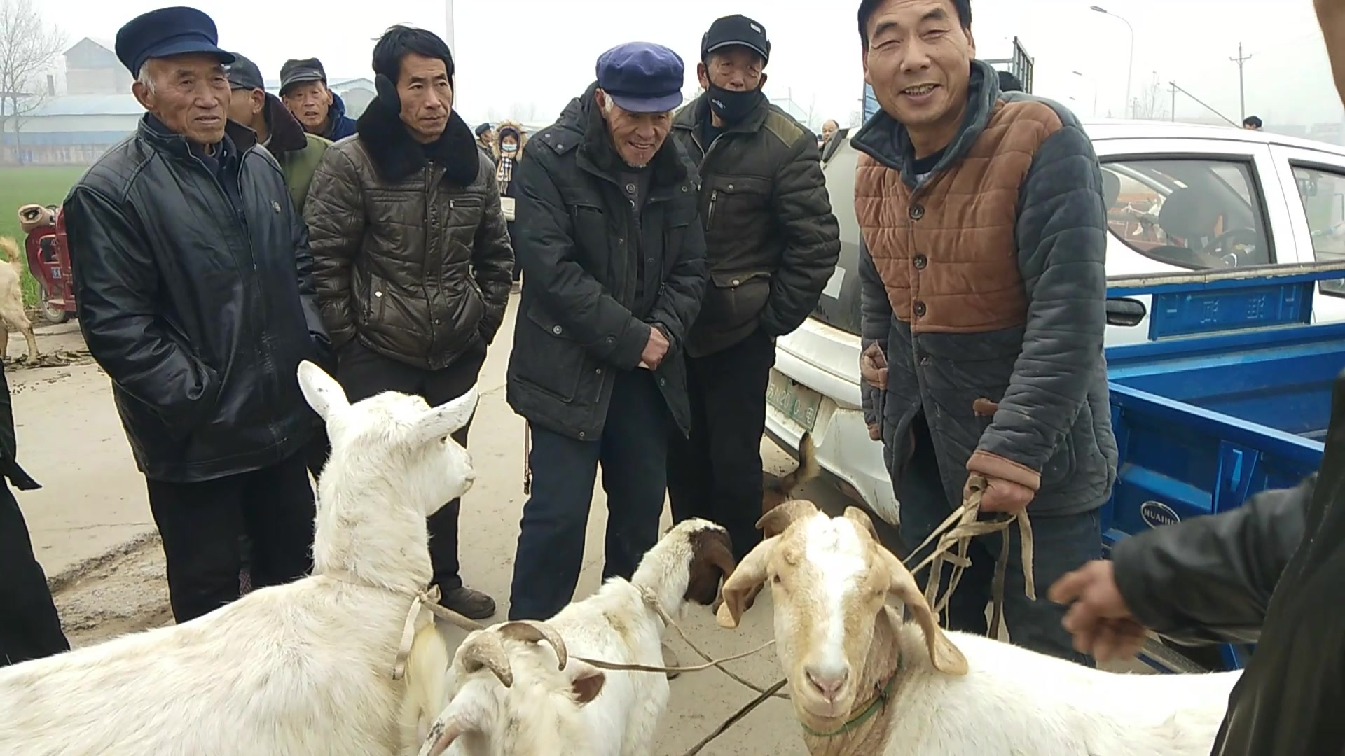 集市大哥第一次卖羊两只大山羊要5000贵吗看羊贩子给多少钱