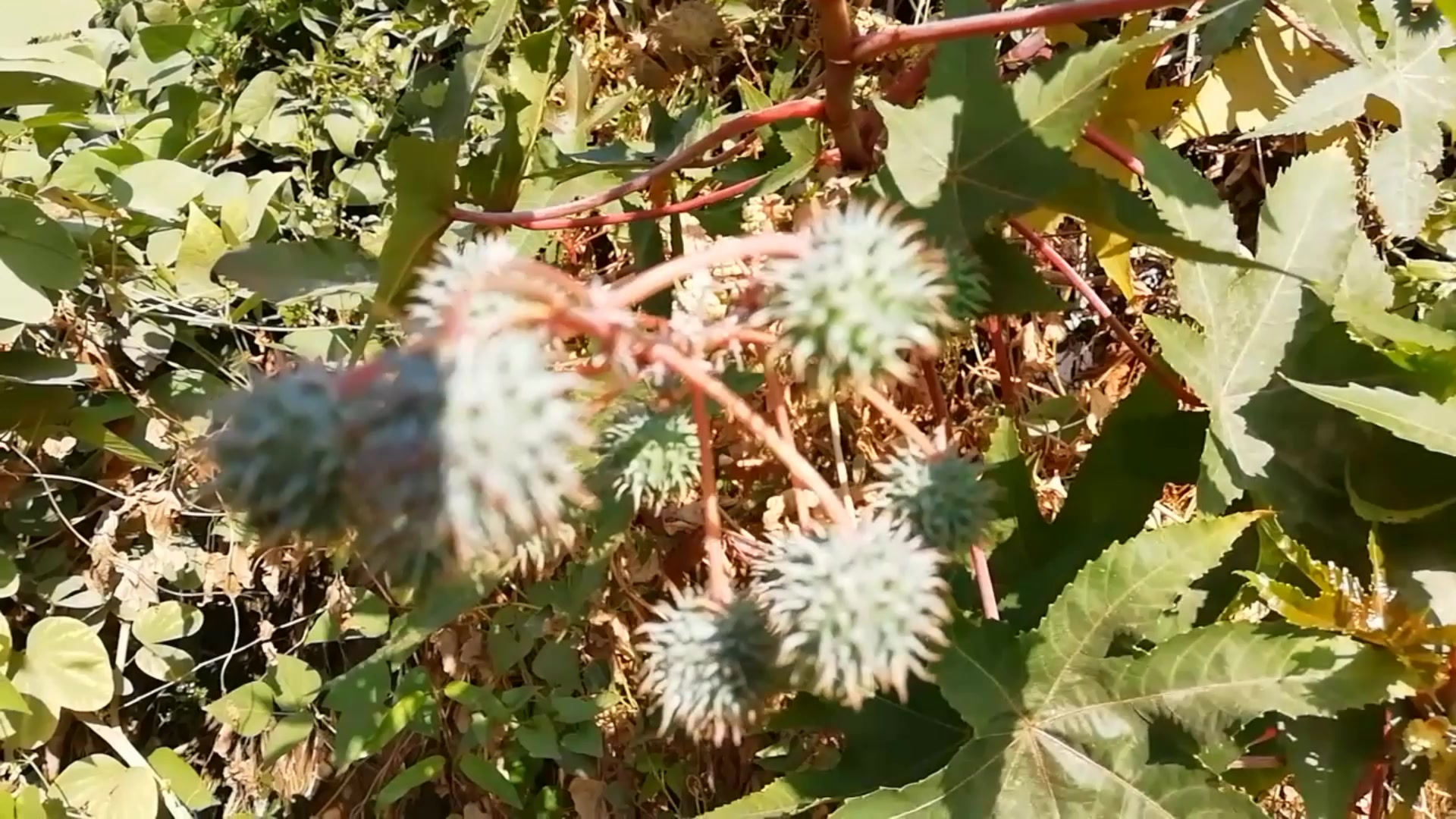 有毒的蓖麻子在网上不止能卖500元一斤还有这几种用途