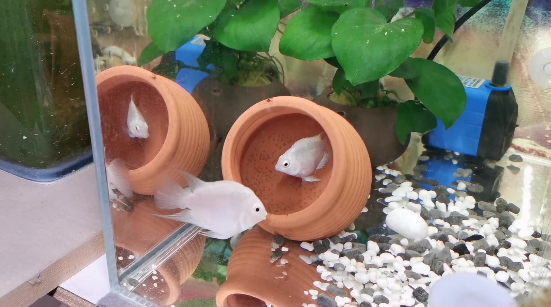 时隔两个半月白金迷你鹦鹉鱼又开始繁殖了这次能否成功呢