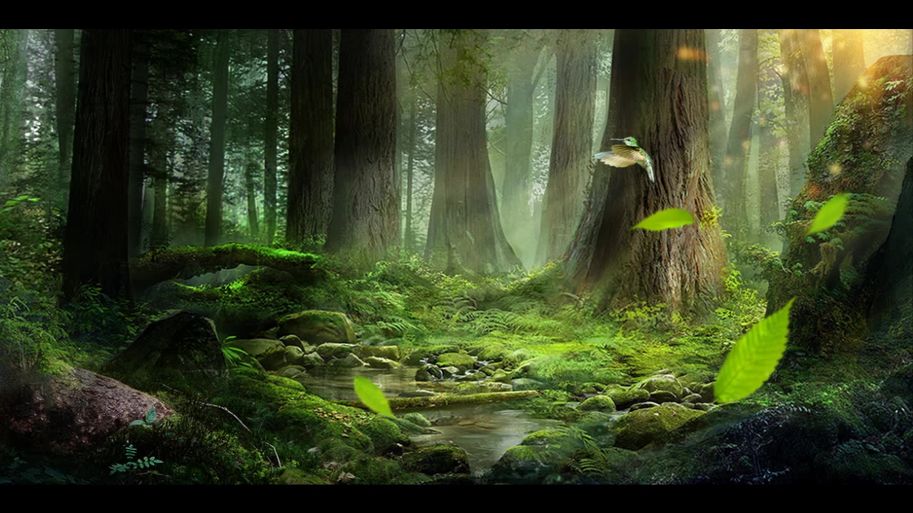 30分钟沉思冥想徜徉在森林深处的智慧