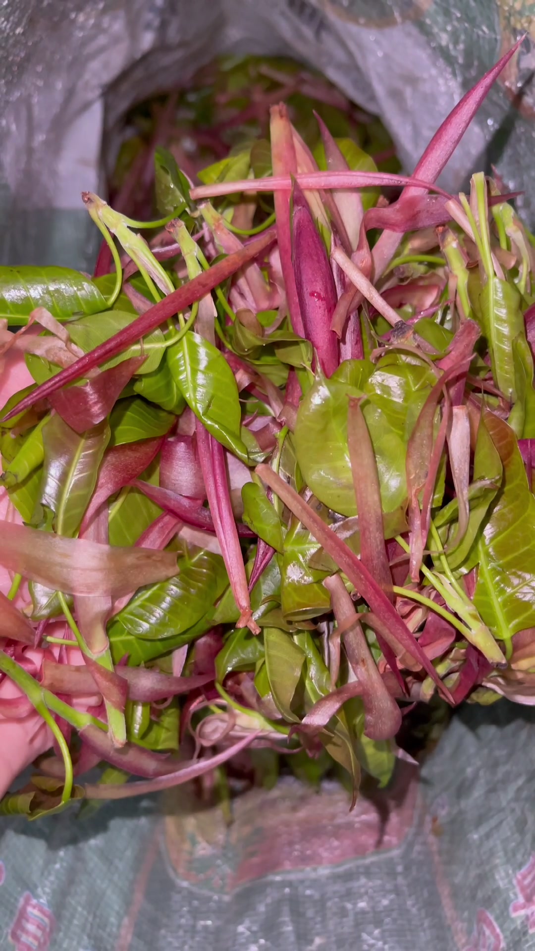 终于到了可以豪横吃树叶的季节了酸苞叶好食材好味道