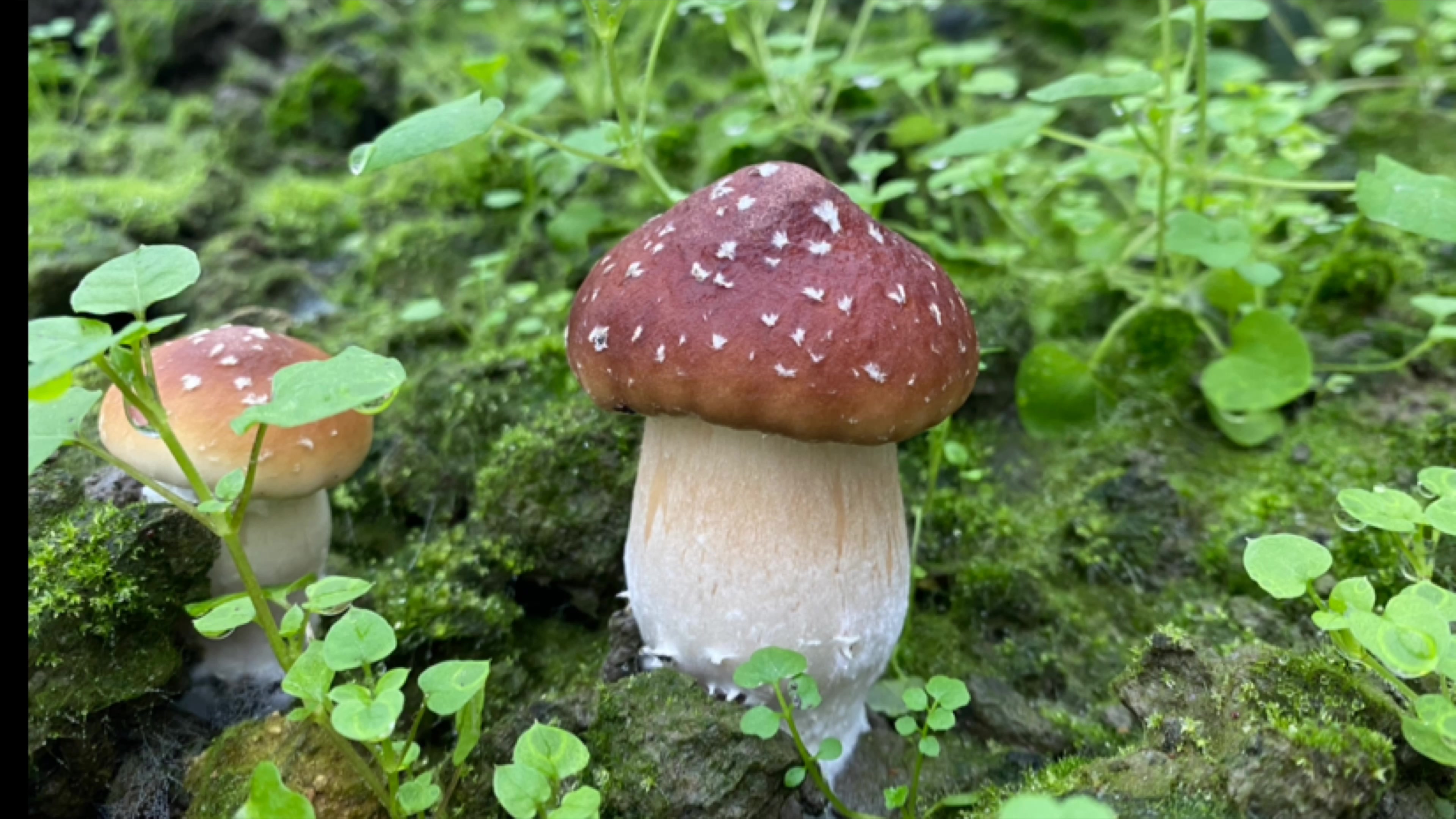 球盖菇种植秸秆谷壳木屑是最好的原料长出的菇漂亮极了