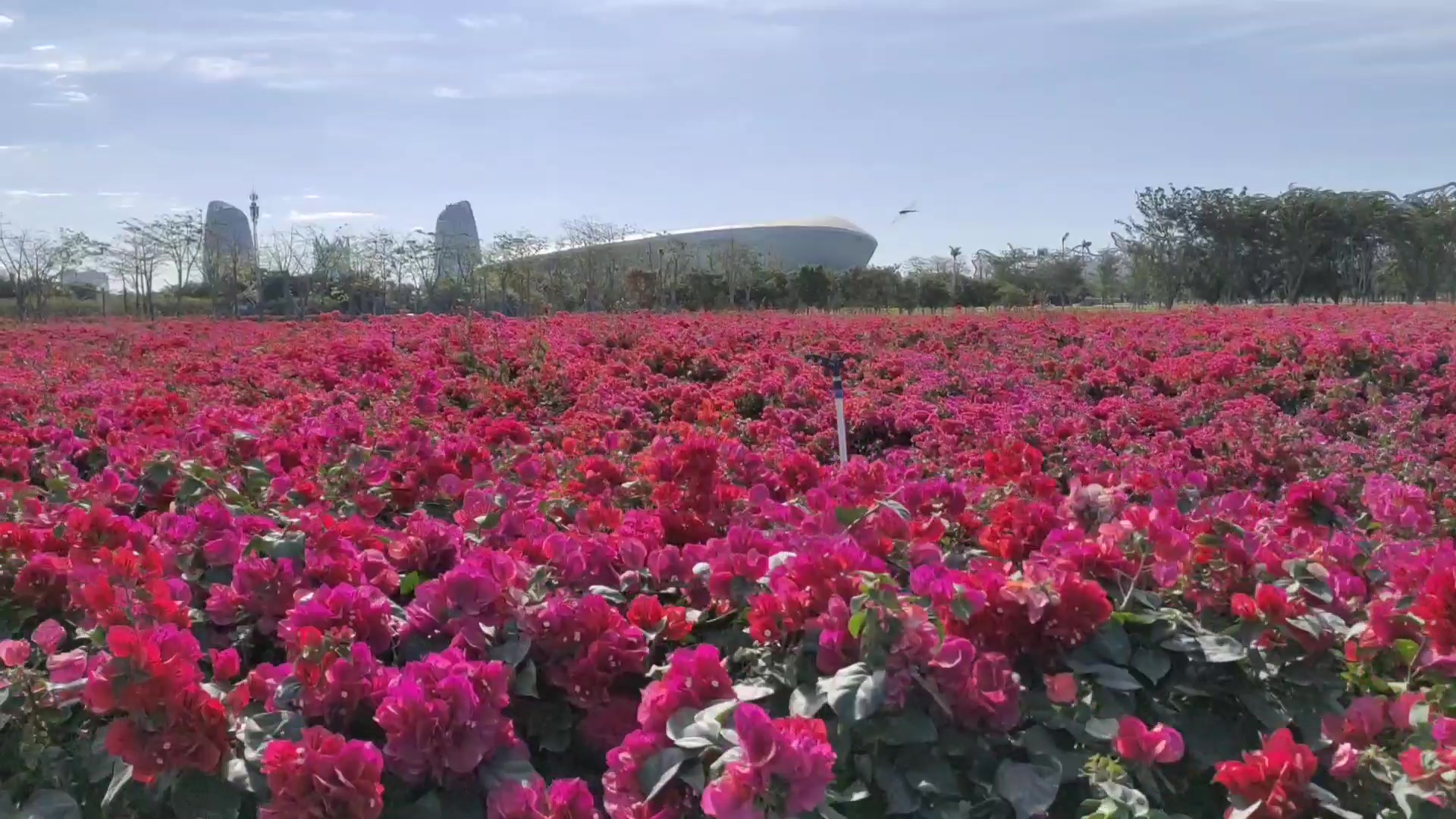 恒大海花岛终于试营业了不吃不喝先来看看万亩花海让人惊艳