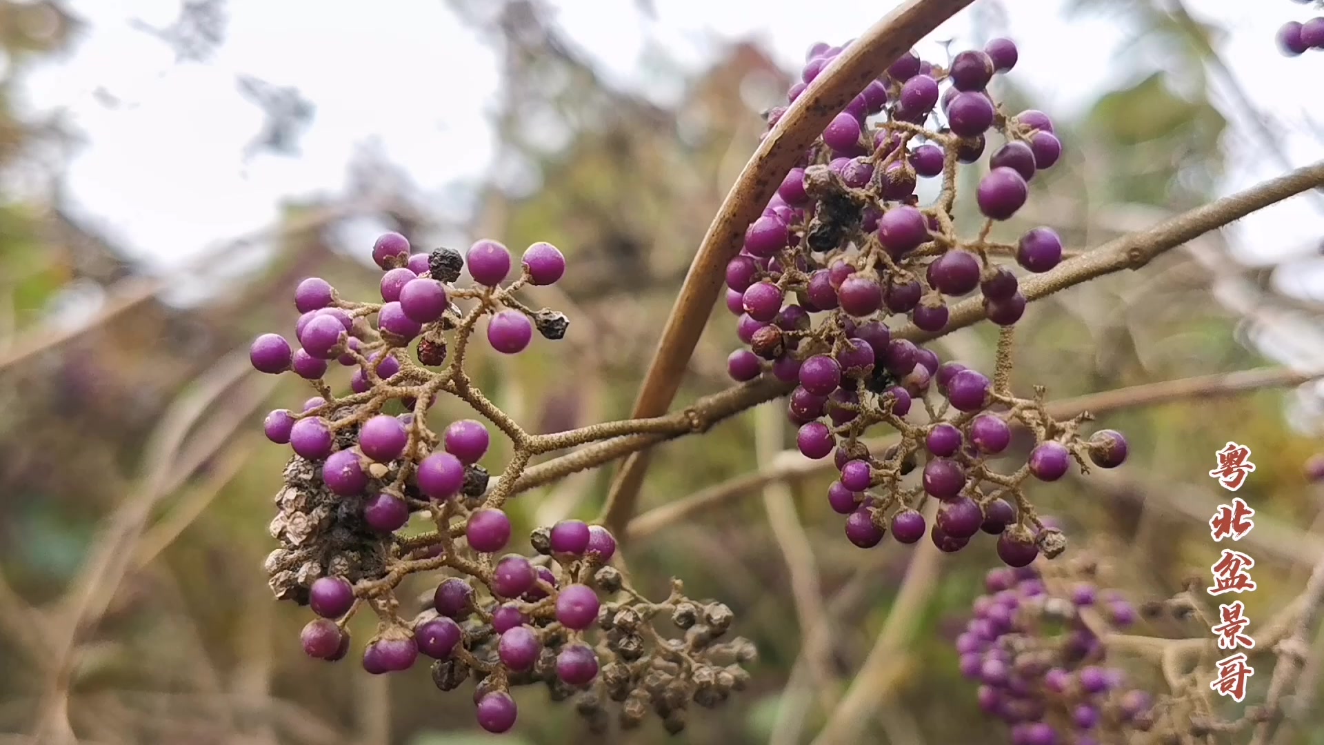 紫珠是观果盆景结果子真好看这次挖雀梅下次找两棵紫珠回家养