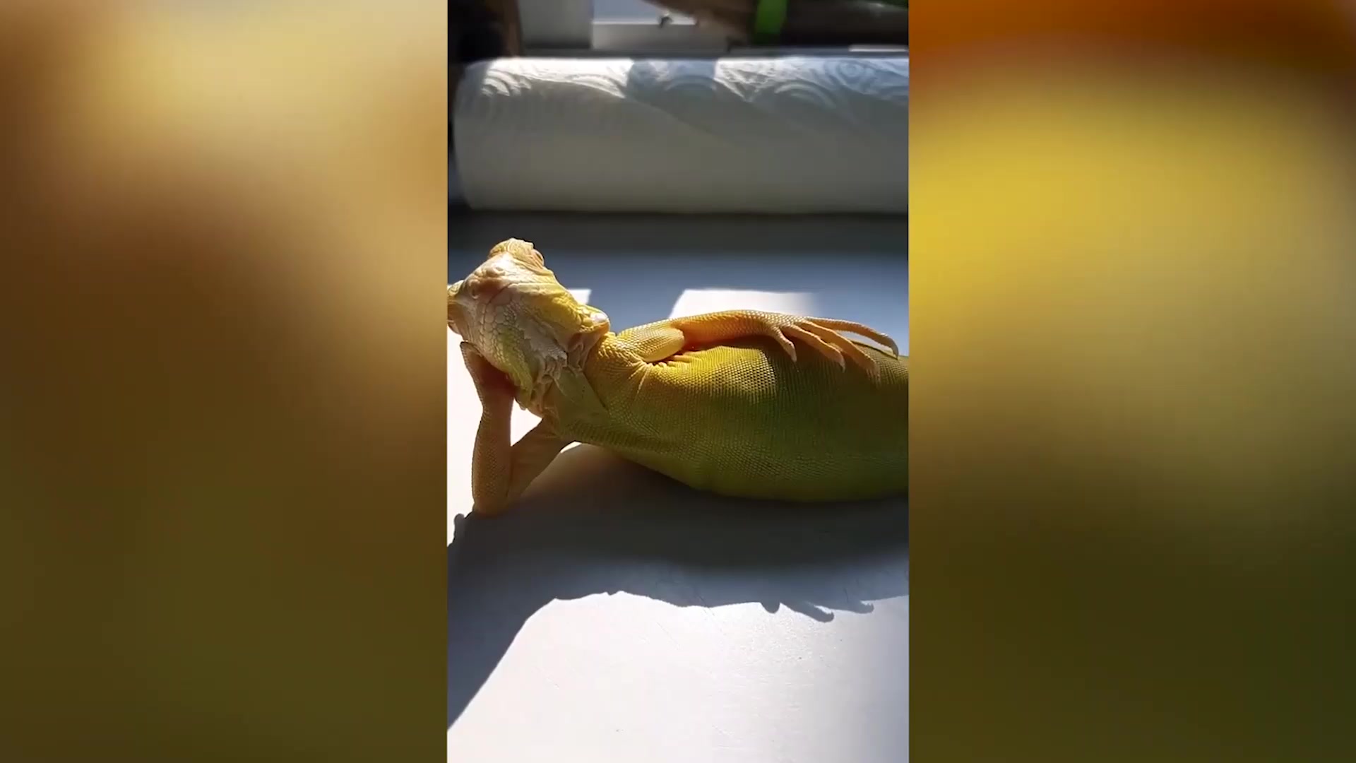 搞笑一幕蜥蜴撑头侧躺窗台晒太阳全程一动不动姿势太妖娆