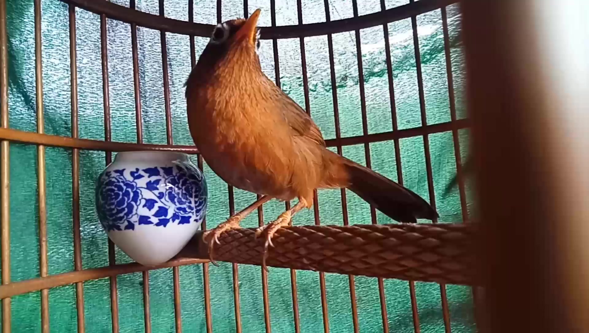 五长身体的老山画眉鸟真是太好看了欢迎老师傅们给个评价