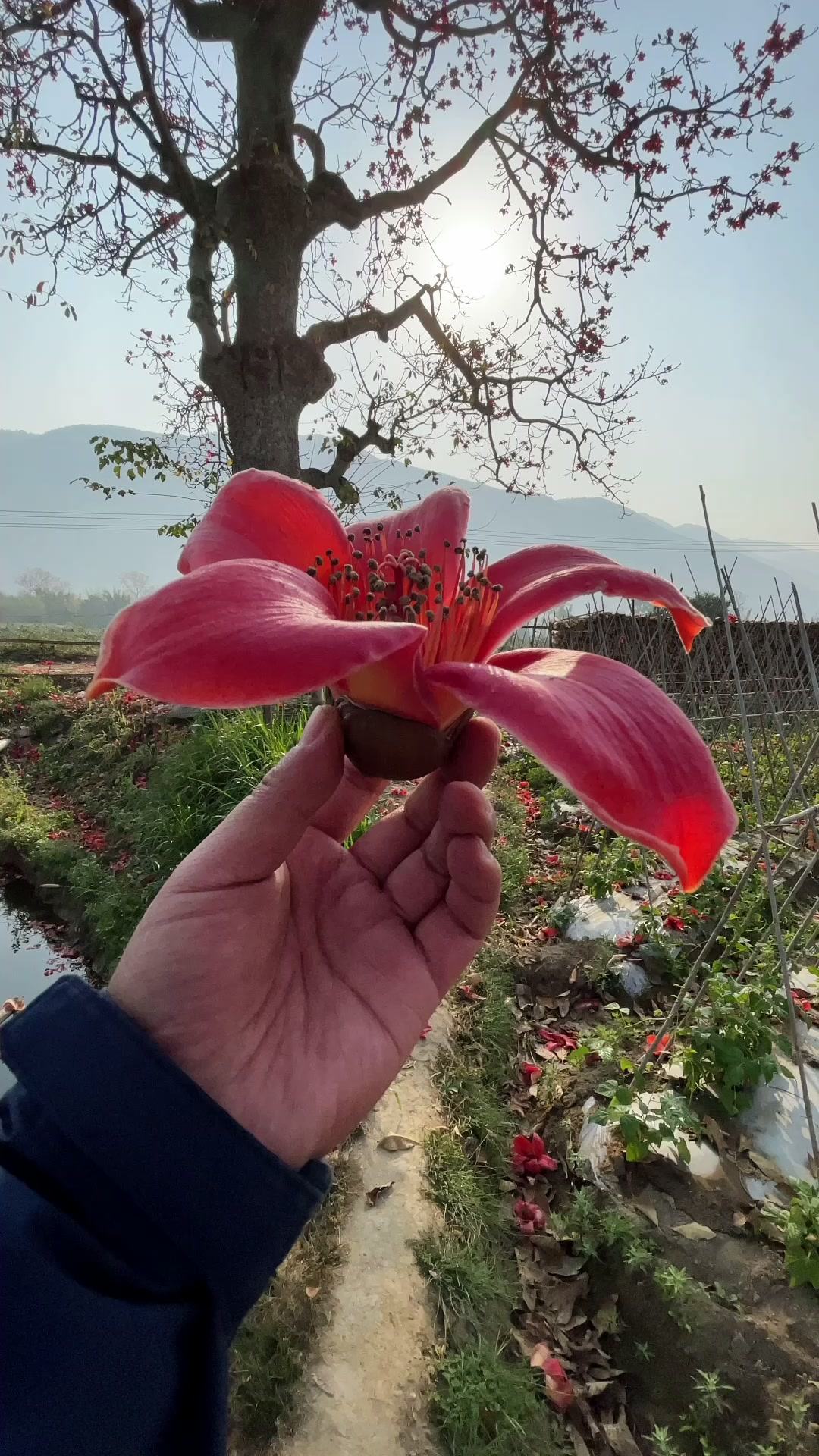 木棉花可以吃果實做枕頭木材箍甑子甑子已逐漸消失