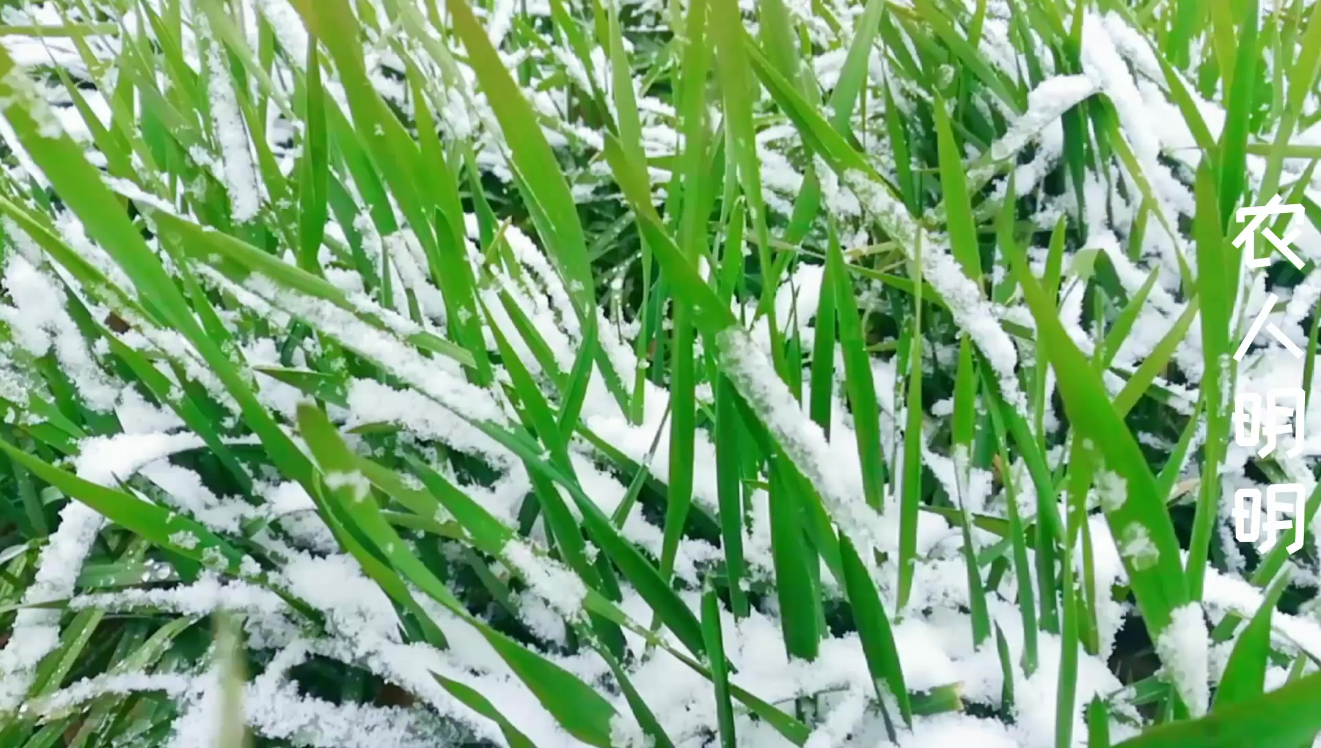 瑞雪兆丰年雪对越冬的小麦有什么影响强根壮苗养根固根高产