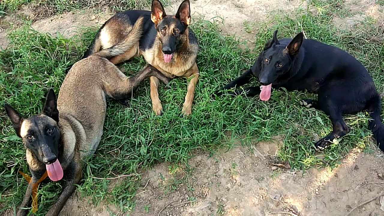 德牧vs马犬东德牧和马犬性格很活泼西德牧就显得很稳重