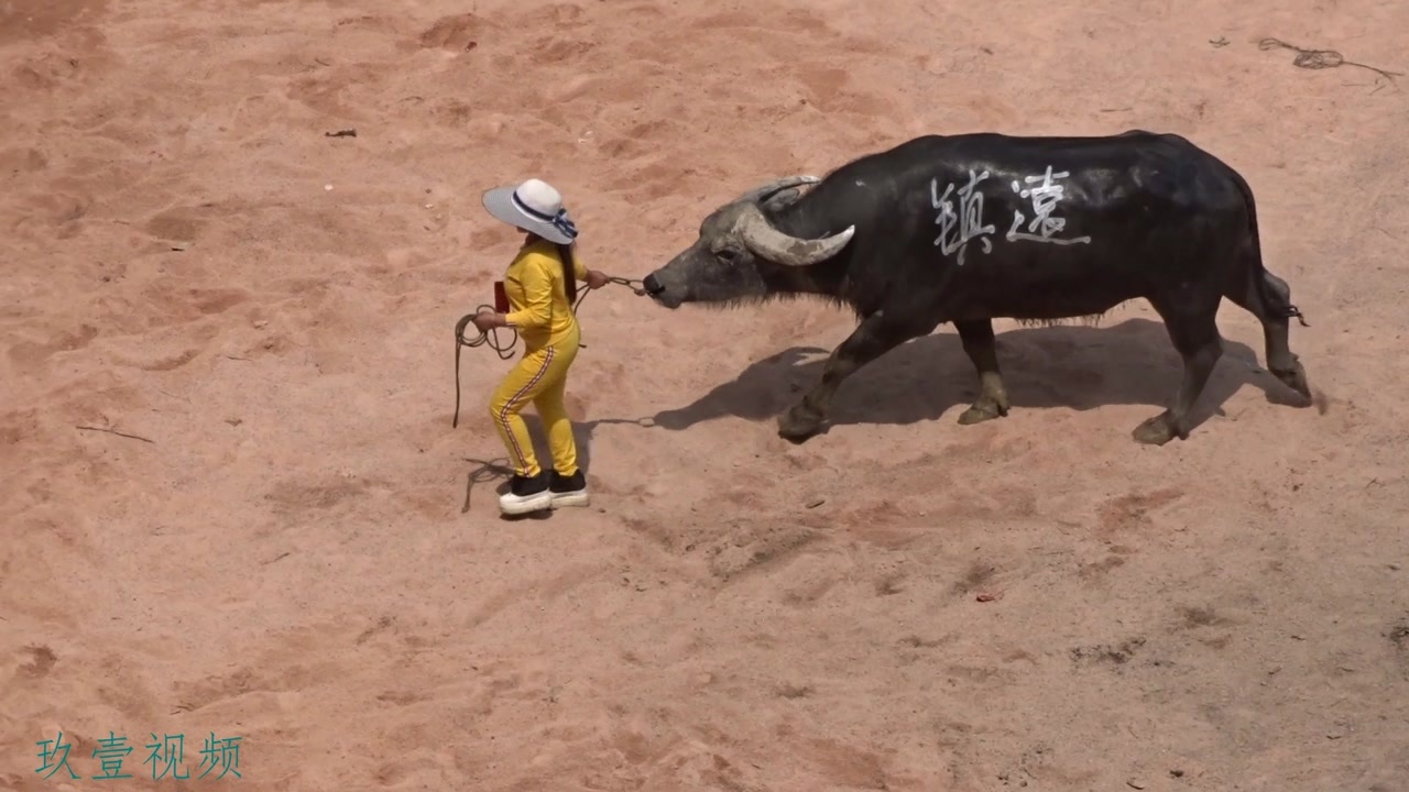 农村大姐养牛自己亲自拉牛到场上比赛