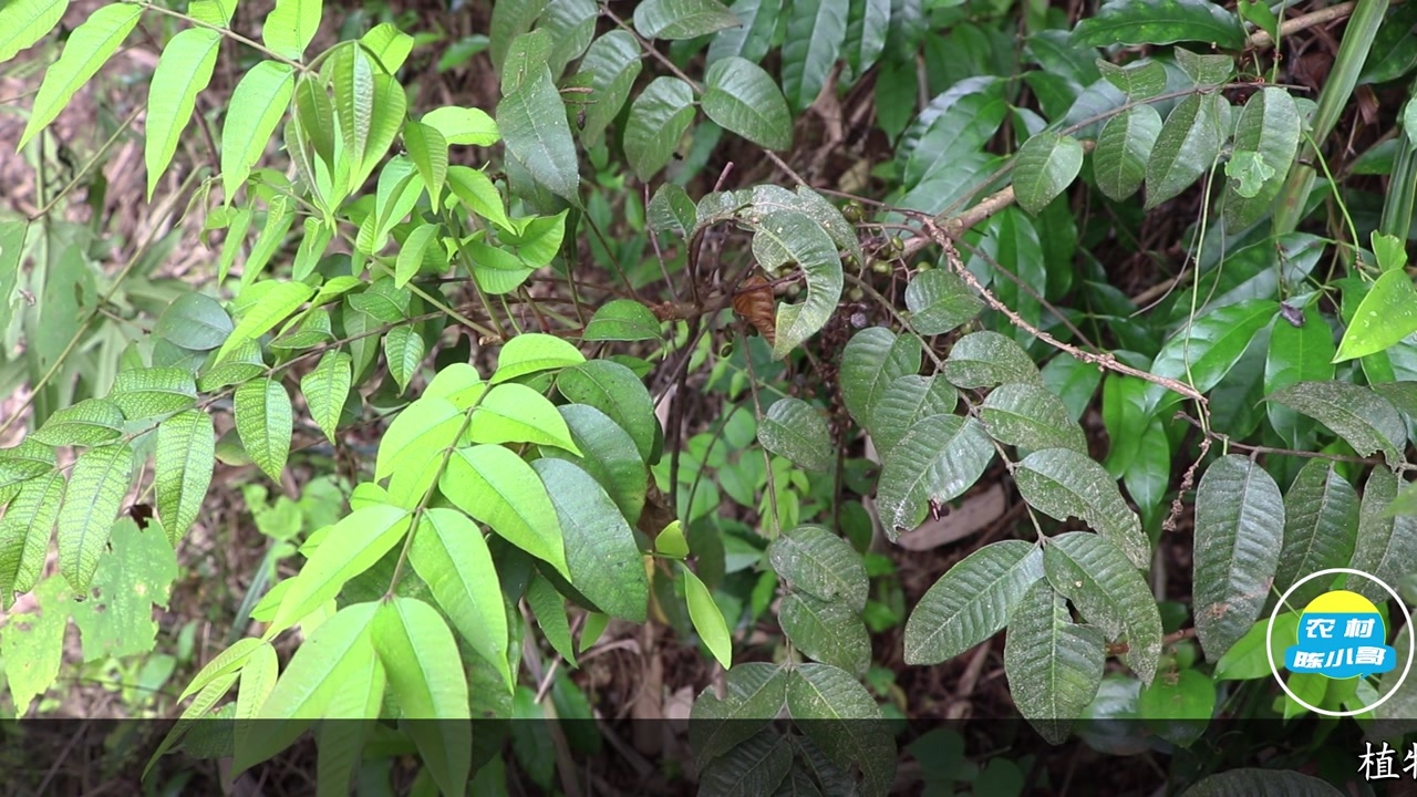 这种野生物《野漆树》,皮肤接触会引起过敏,但它是一味跌打良药