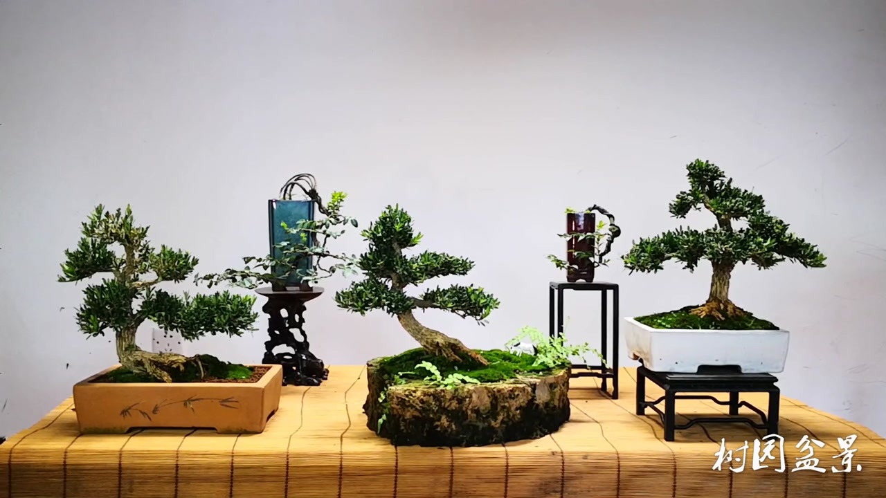 斜杆卧杆悬崖不同态势的盆景布局都在这拿走别客气