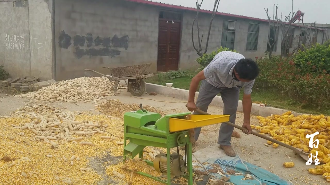 实拍农村小型玉米脱粒机工作过程简单实用你们见过吗