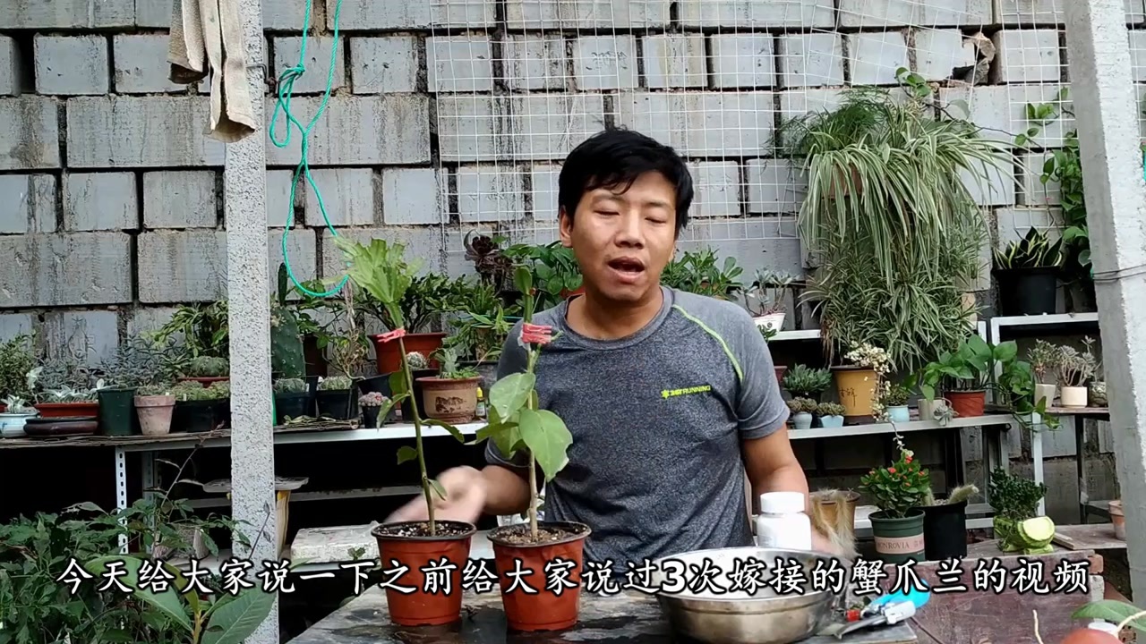 爱啰嗦的小齐也来解释一下讲养花就是为了讲明白细节